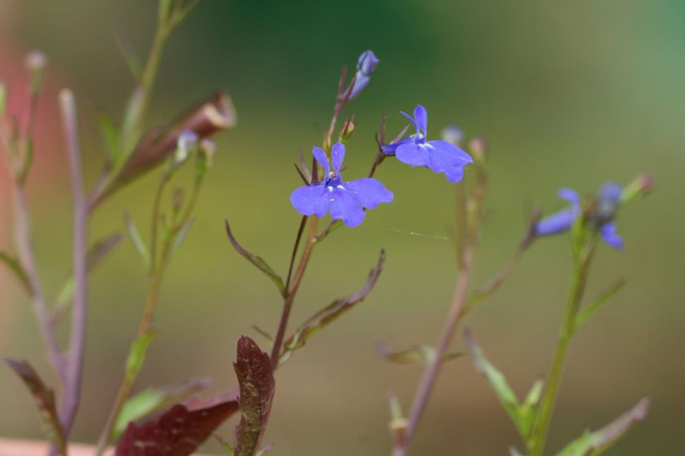 Цветик-семицветик