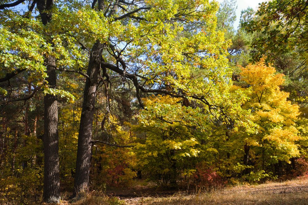 Photograph by Алла Никушкина