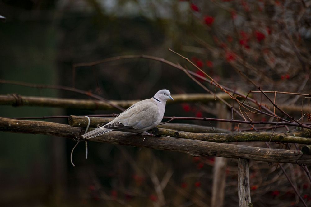 Photograph by Максим Савин