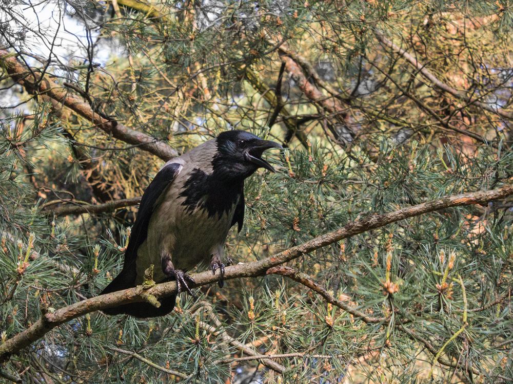 Фотография автора Борис Журавлёв