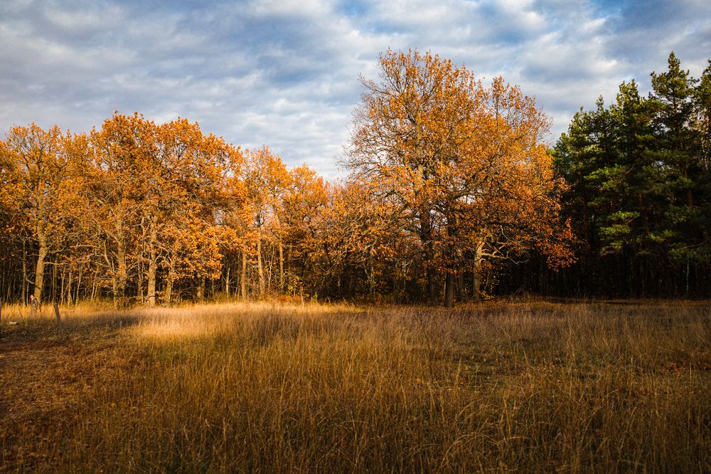Photograph by Алла Никушкина
