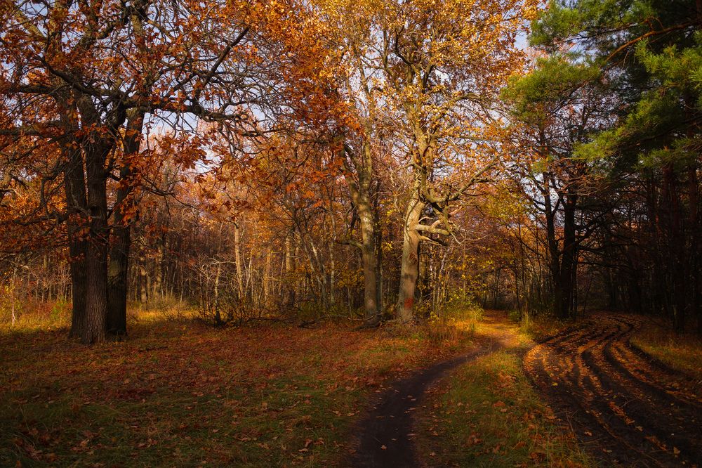 Photograph by Алла Никушкина