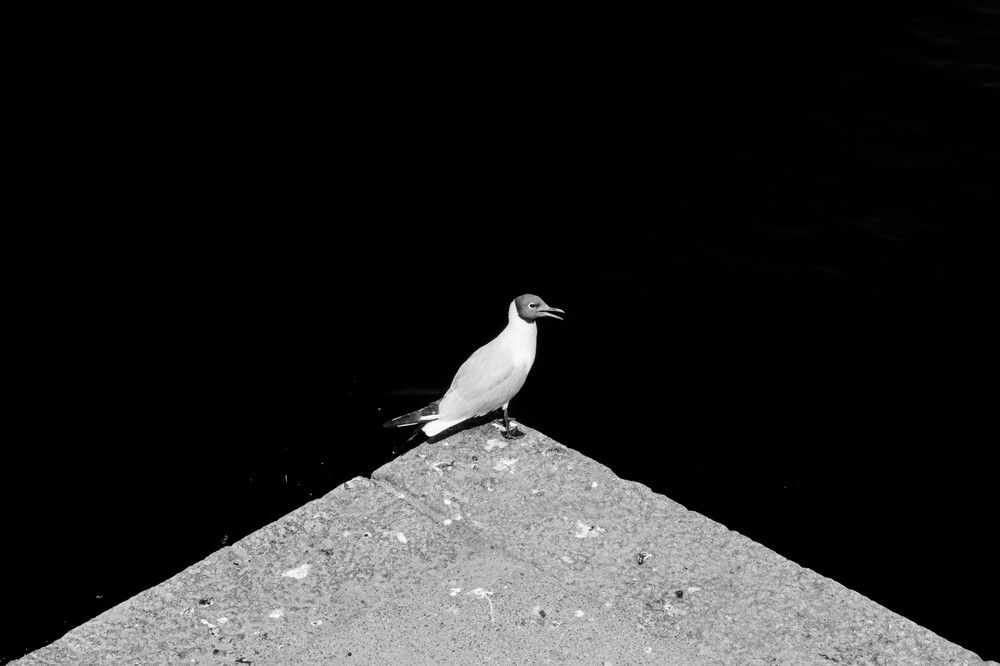 Photograph by Арсений Крят