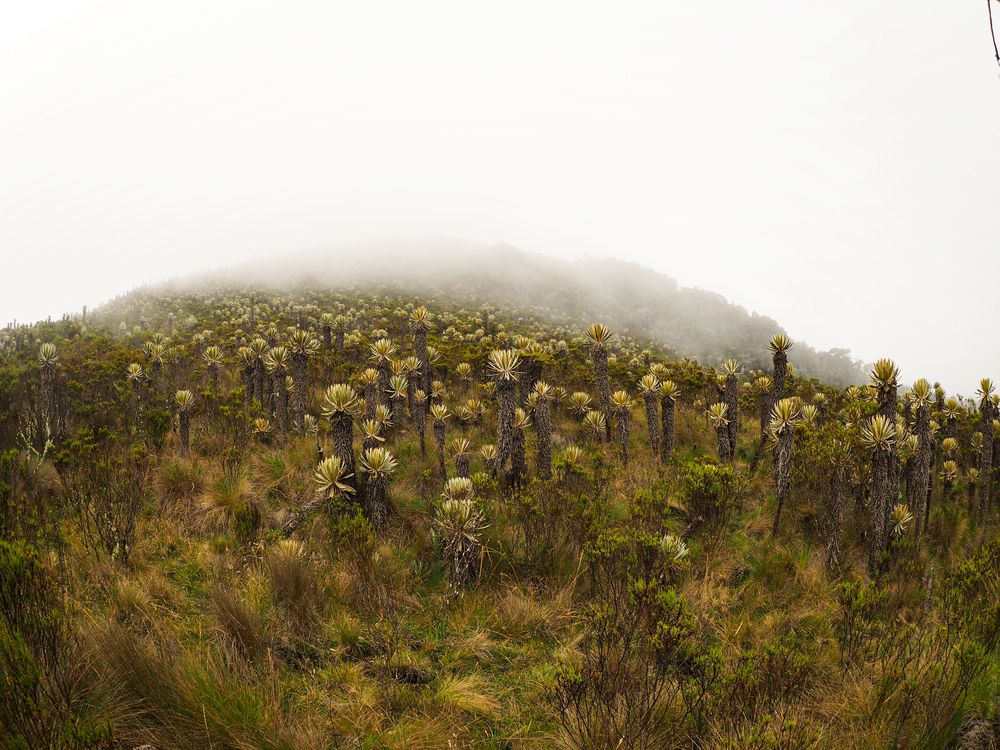 Bosque de frailejones