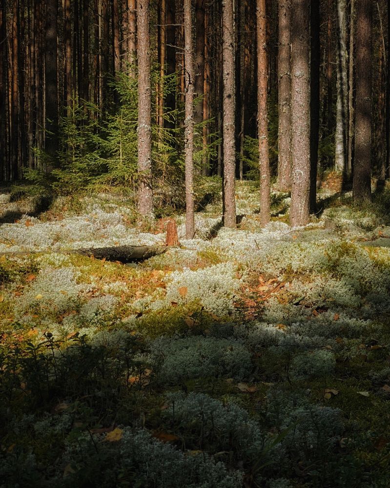 Фотография автора Евгения Никишина