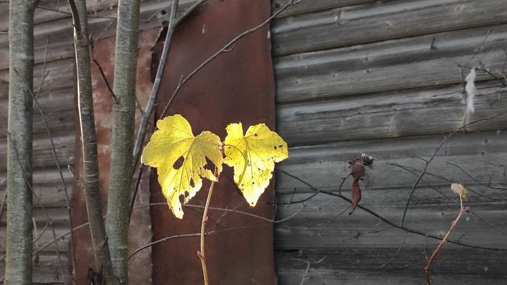 Photograph by Марина Артемьева