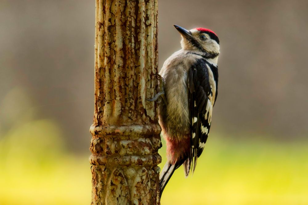 Photograph by Marko Stoickov