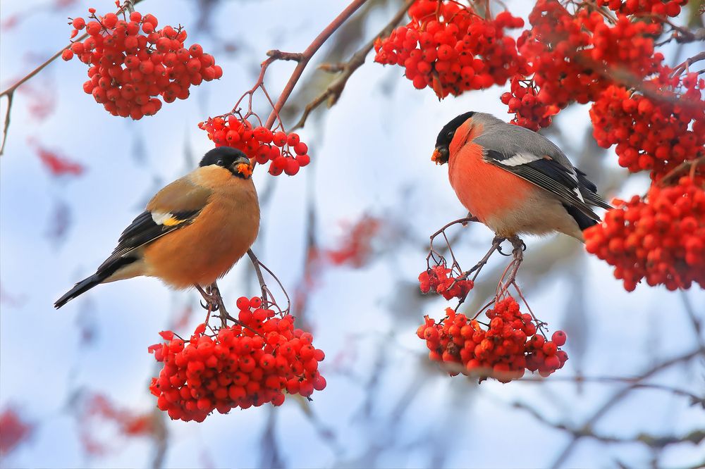 Ягода рябина, снегирей к себе манила.