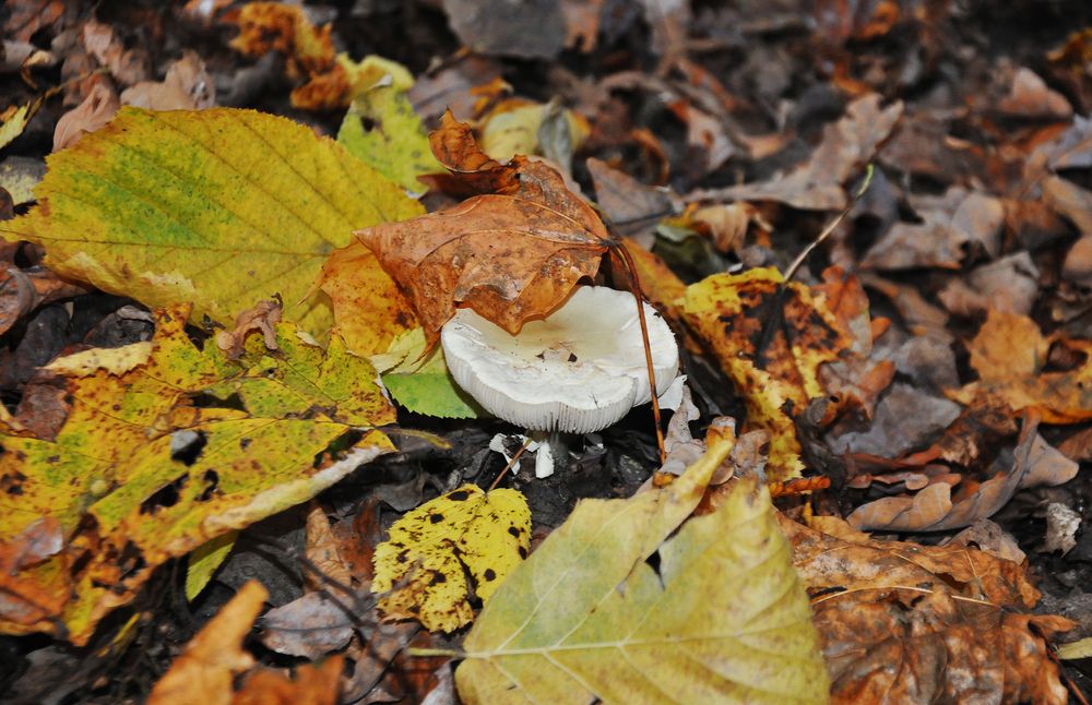 Фотография автора Polivanova Svetlana