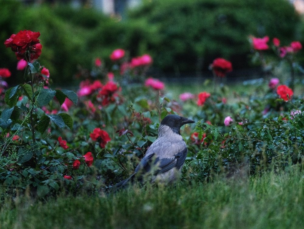 Photograph by Антон Е