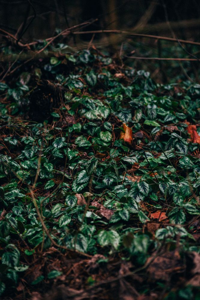 Photograph by Арина Сучкова