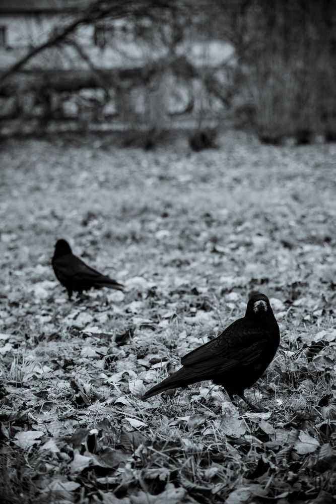 Photograph by Арина Сучкова