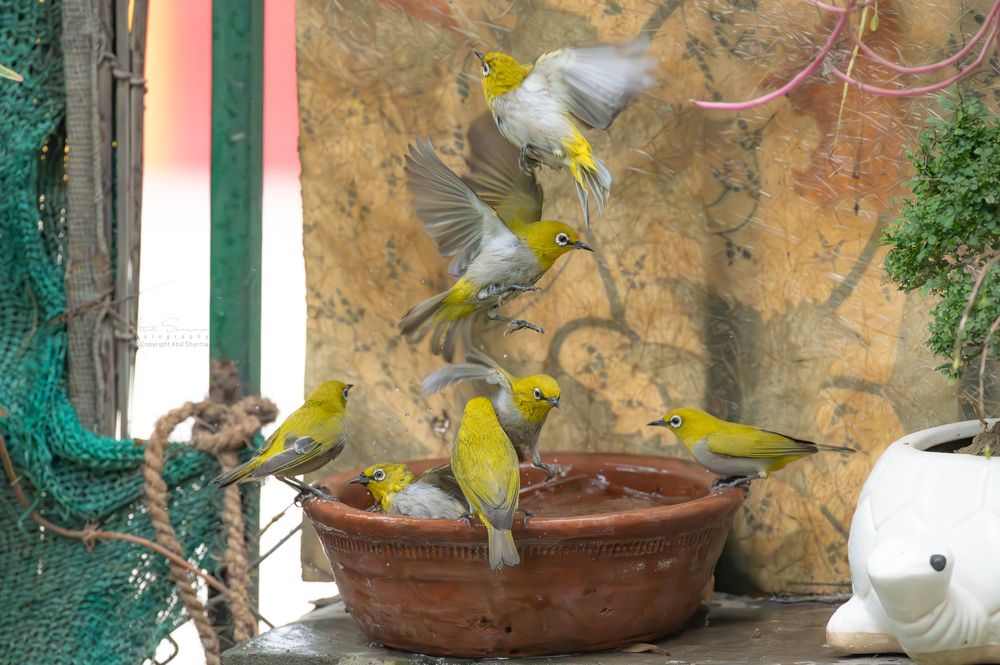 Фотография автора Atul Sharma