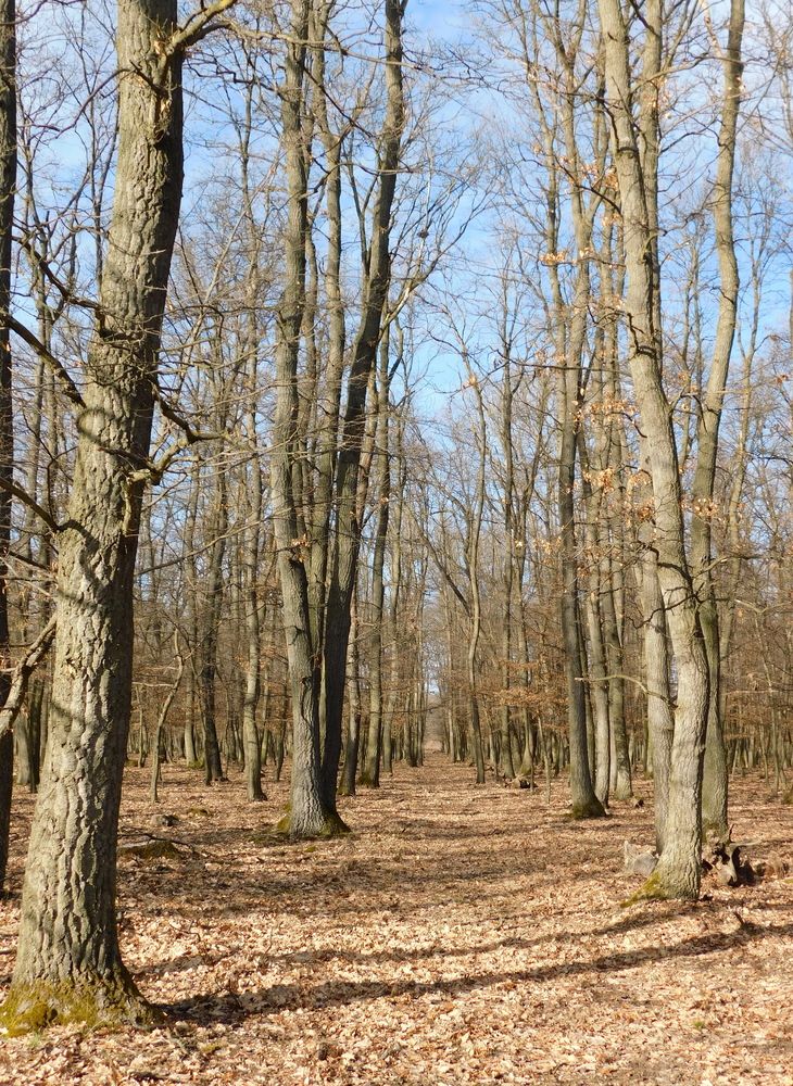 Deep in the forest
