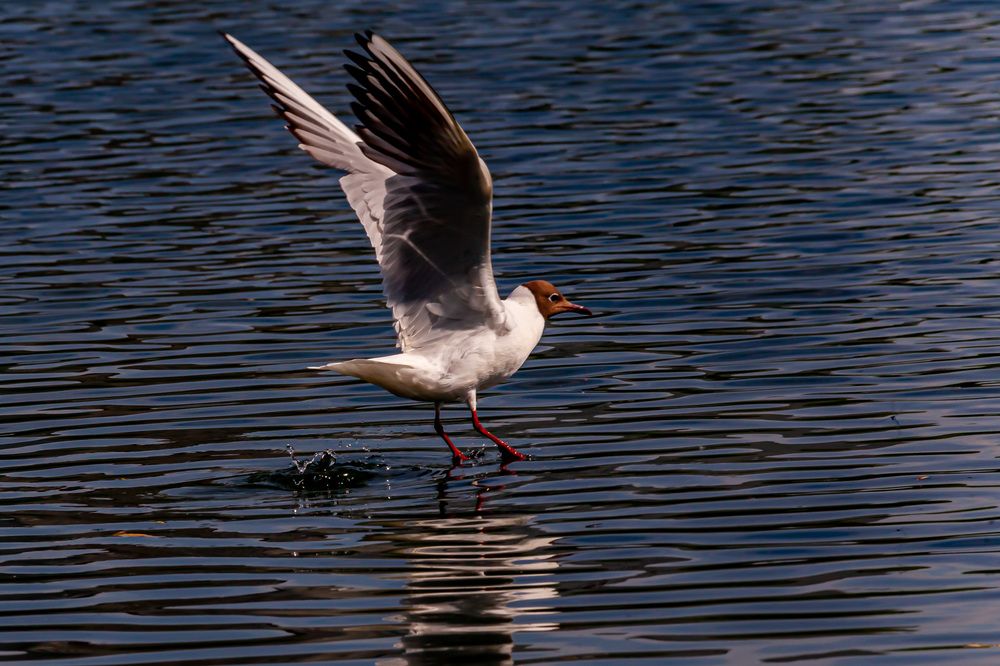 Photograph by Владислав Лопатов