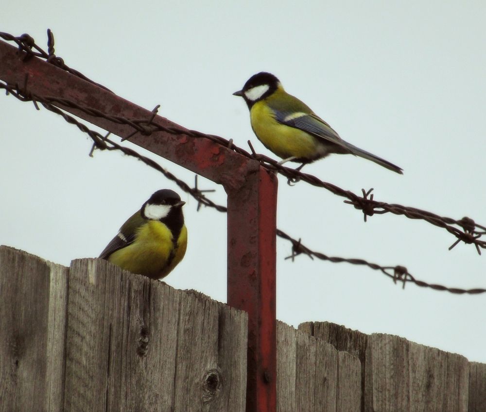 На свиданке