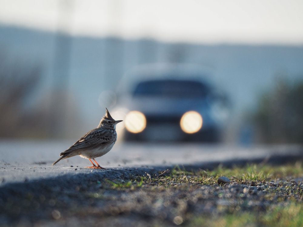 Photograph by Светлана Шибаршина