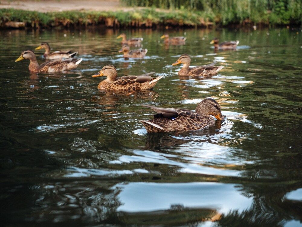 Photograph by Светлана Шибаршина