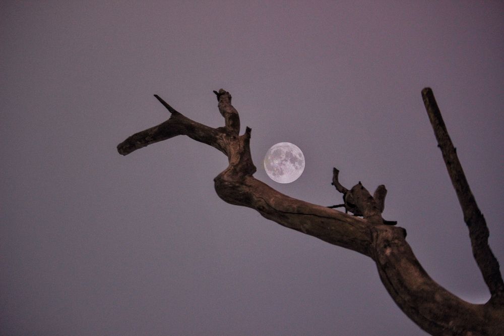 Photograph by Jaideep Biswas