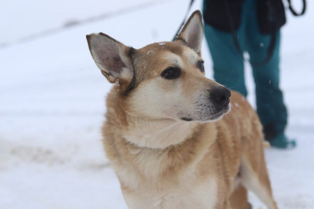 Мы ищем дом!