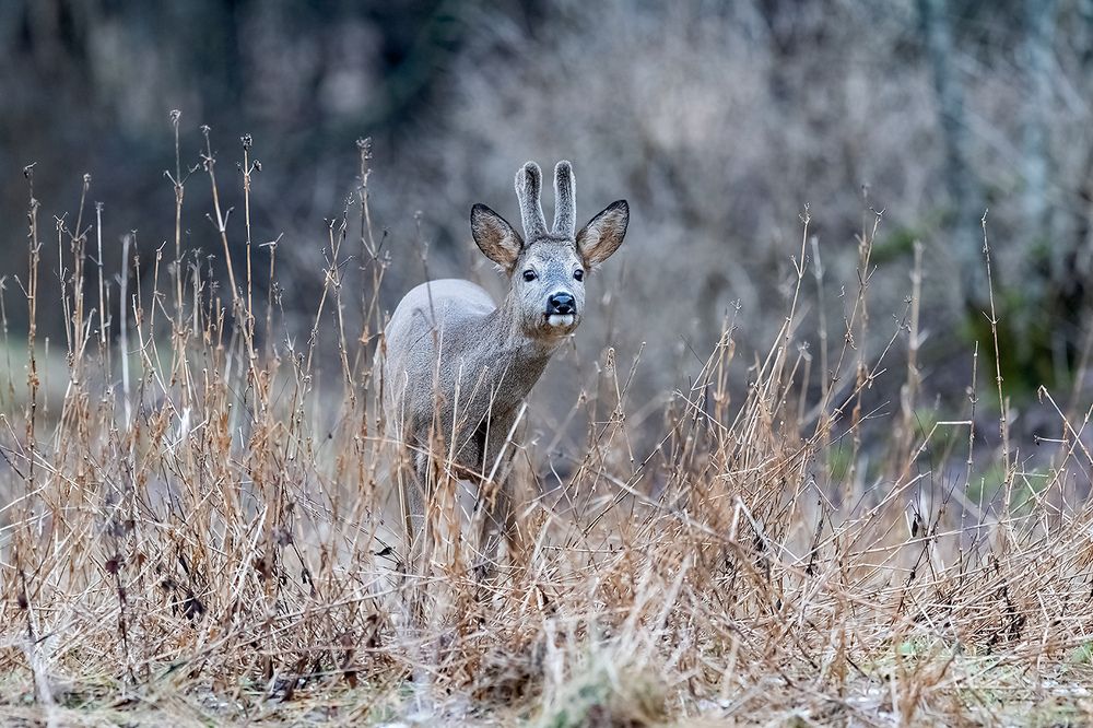 Photograph by Абросимов Александр