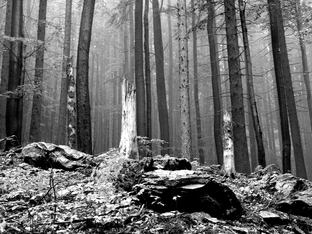 Фотография автора Chorche Prigo