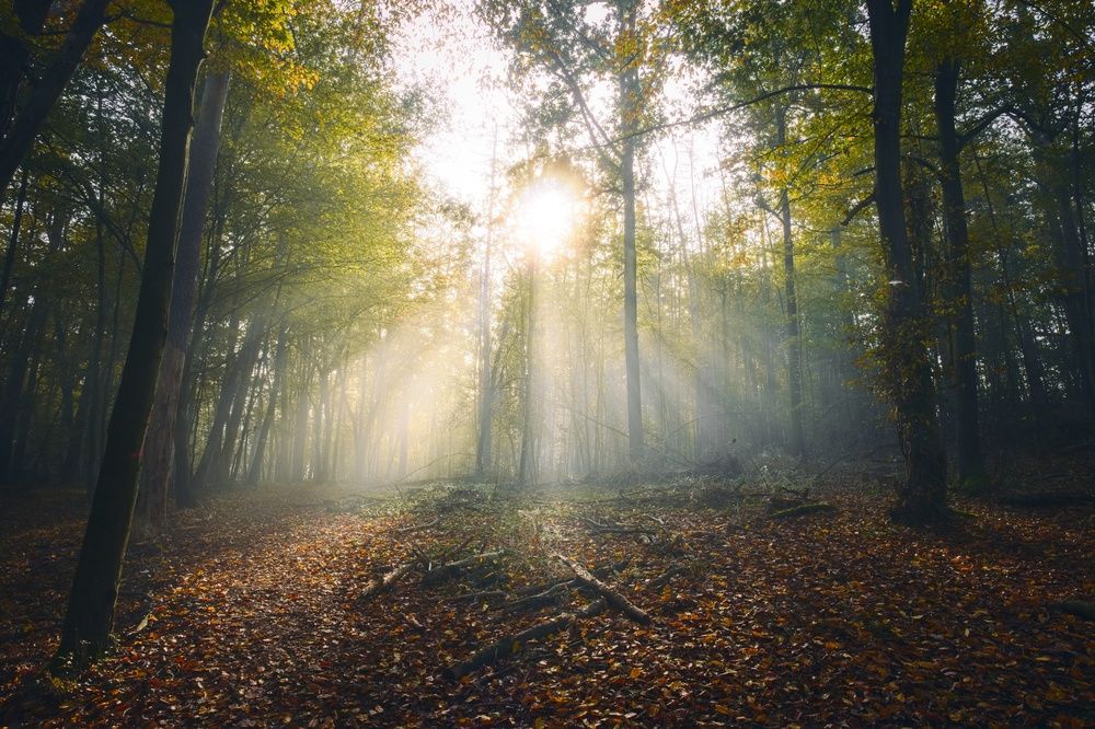 Photograph by Jan Musil