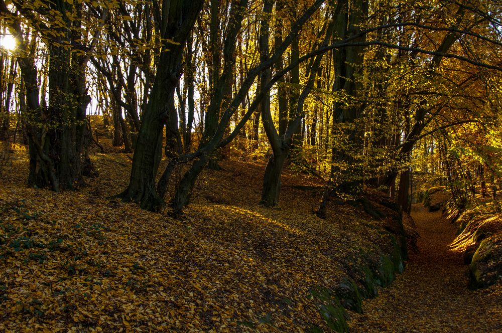 Фотография автора Chorche Prigo