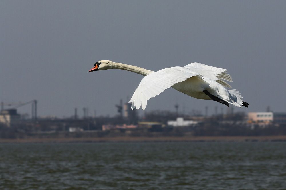 Photograph by Елена Луконина