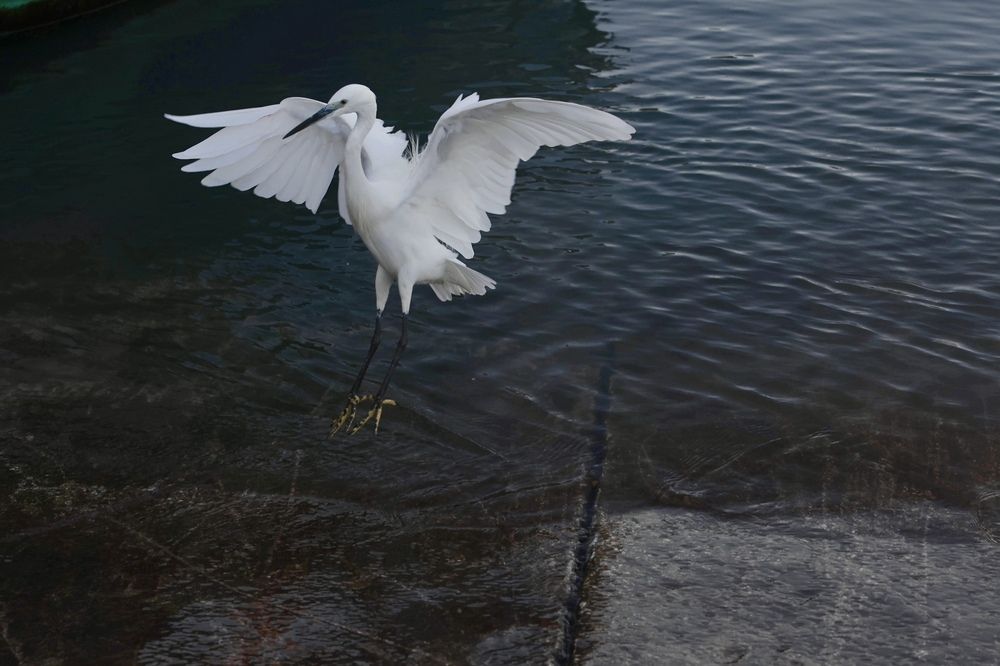 Белая цапля в порту Эссуэйры