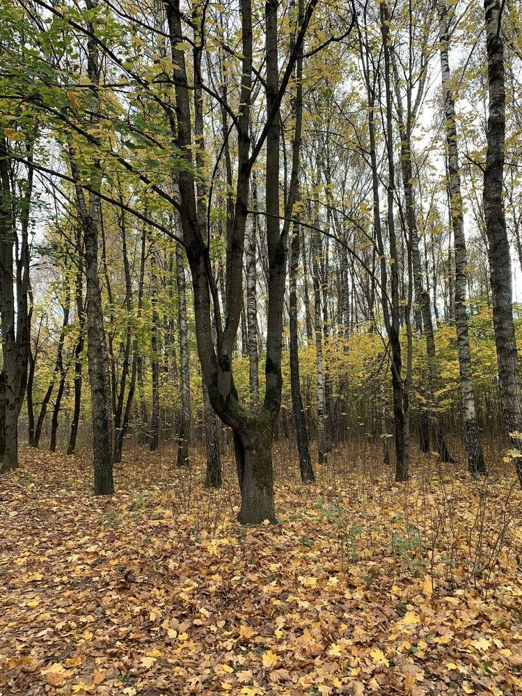 Photograph by Юлия Давшан