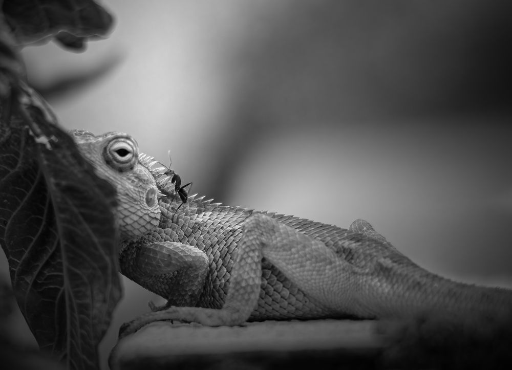 Photograph by Raghuvamsh Chavali