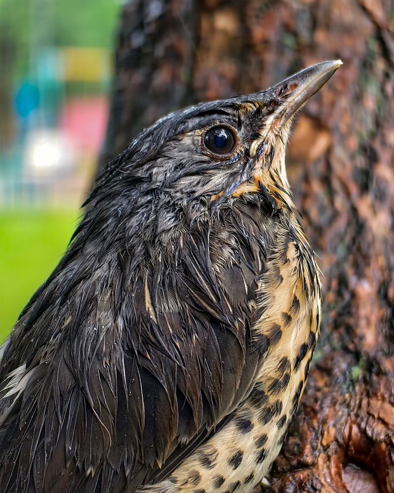 Photograph by Наталья Балабанова