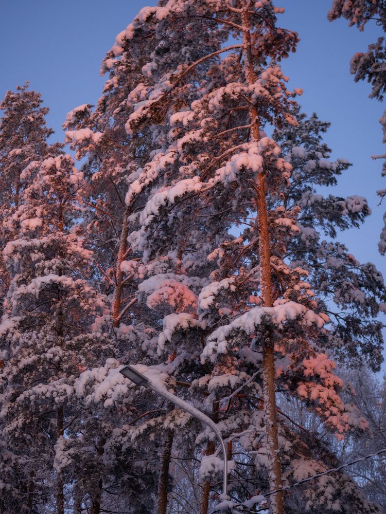 Photograph by Larisa Usova