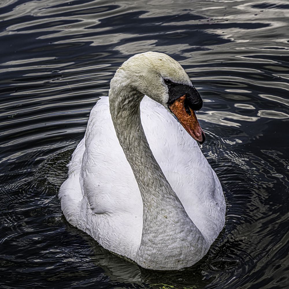 Фотография автора Ray Asiala