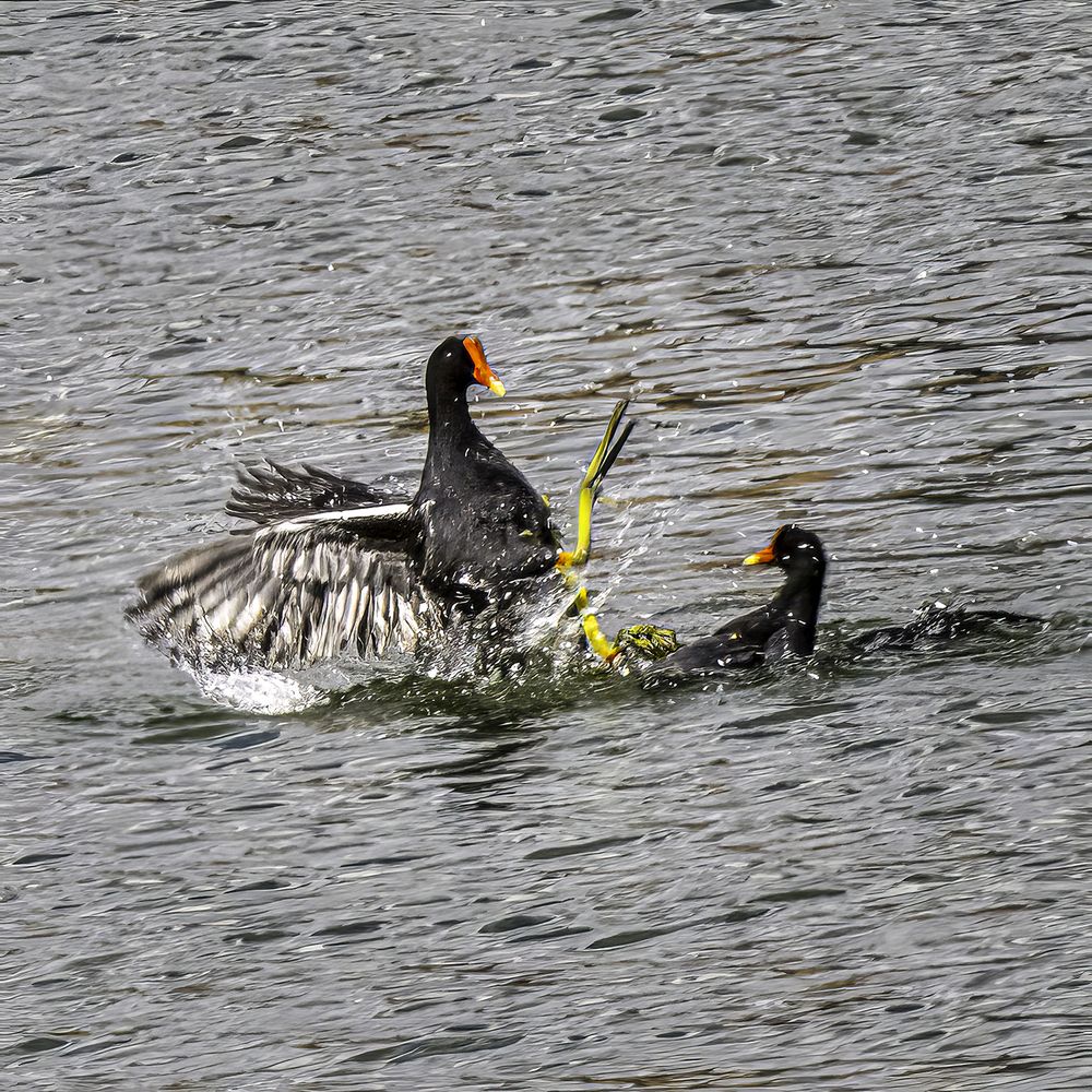 Фотография автора Ray Asiala