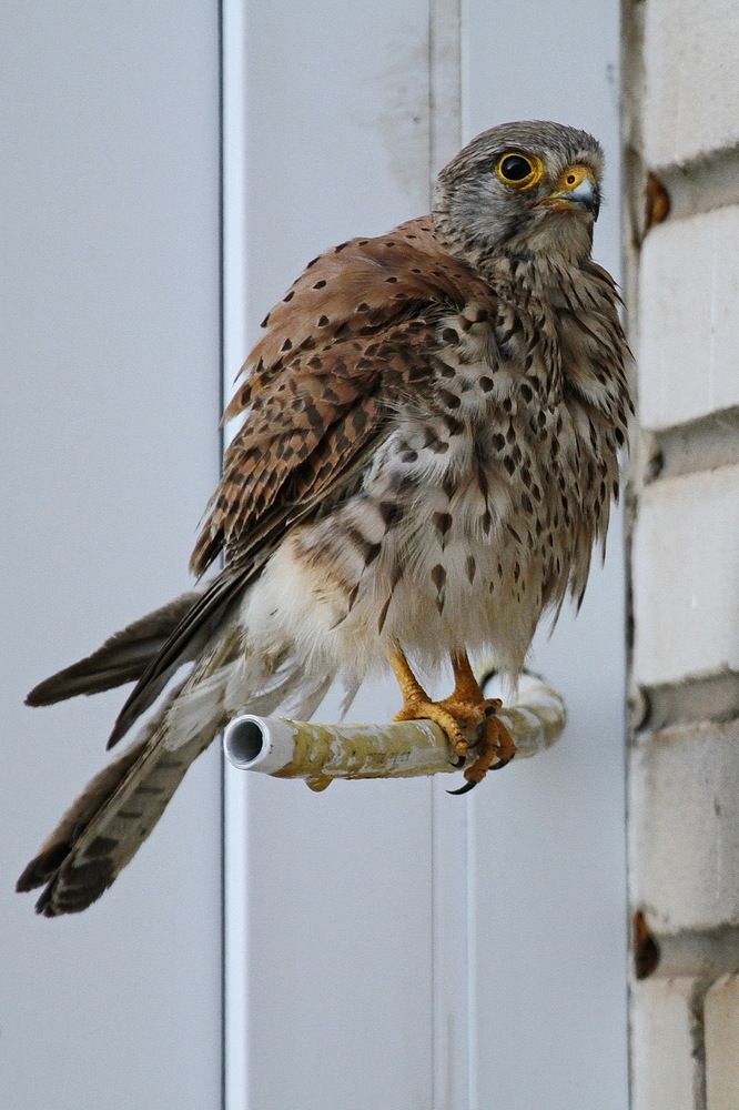 Фотография автора Александр Челмодеев