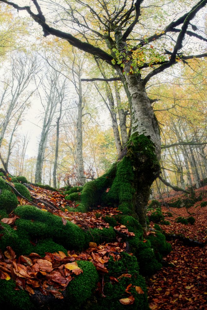 Tales of the Gnarled Woods