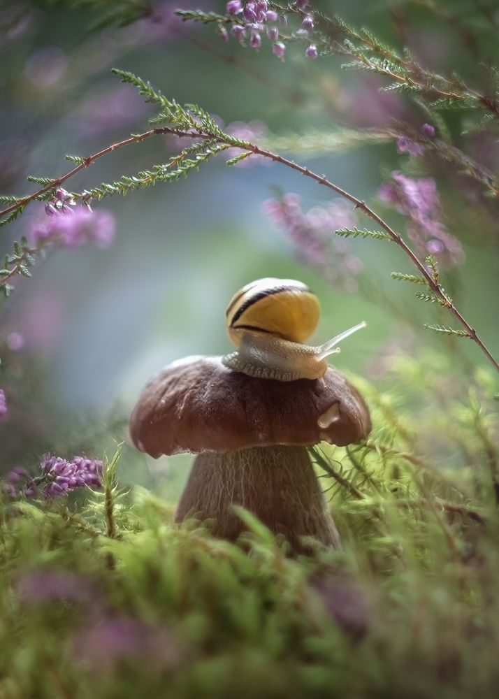 Сказки леса