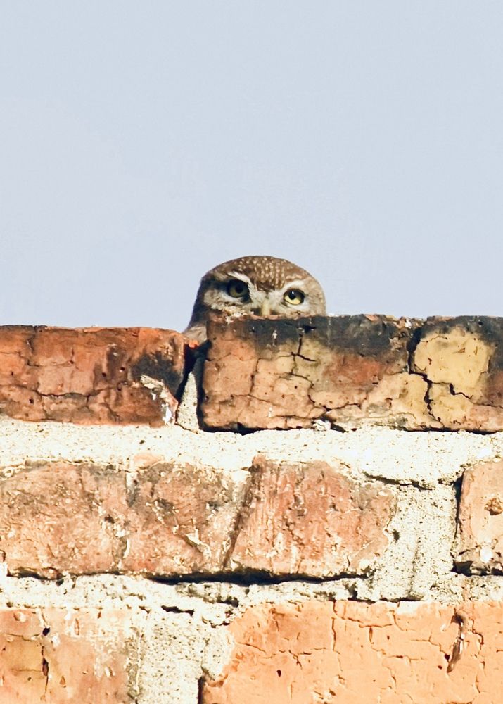 Домовый сычик