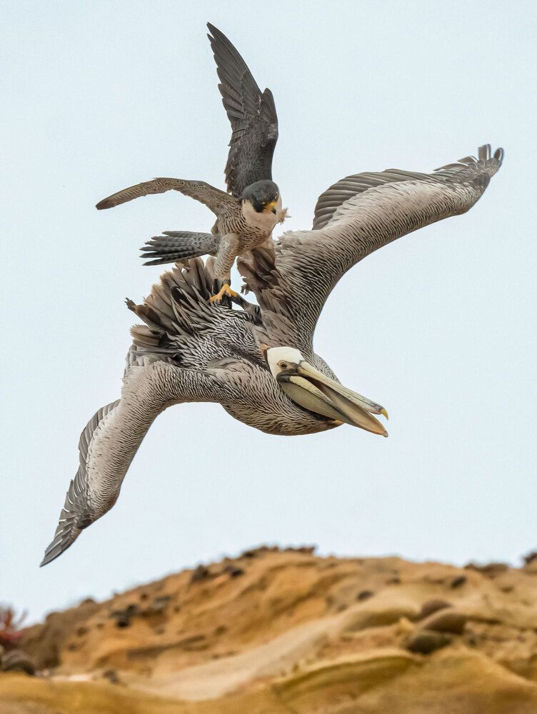 Peregrine Protecting Nest From Brown Pelican