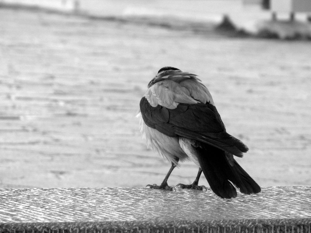 Photograph by Zahra HassanPour