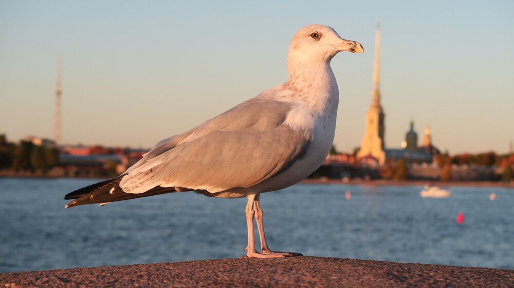 Петербургская чайка