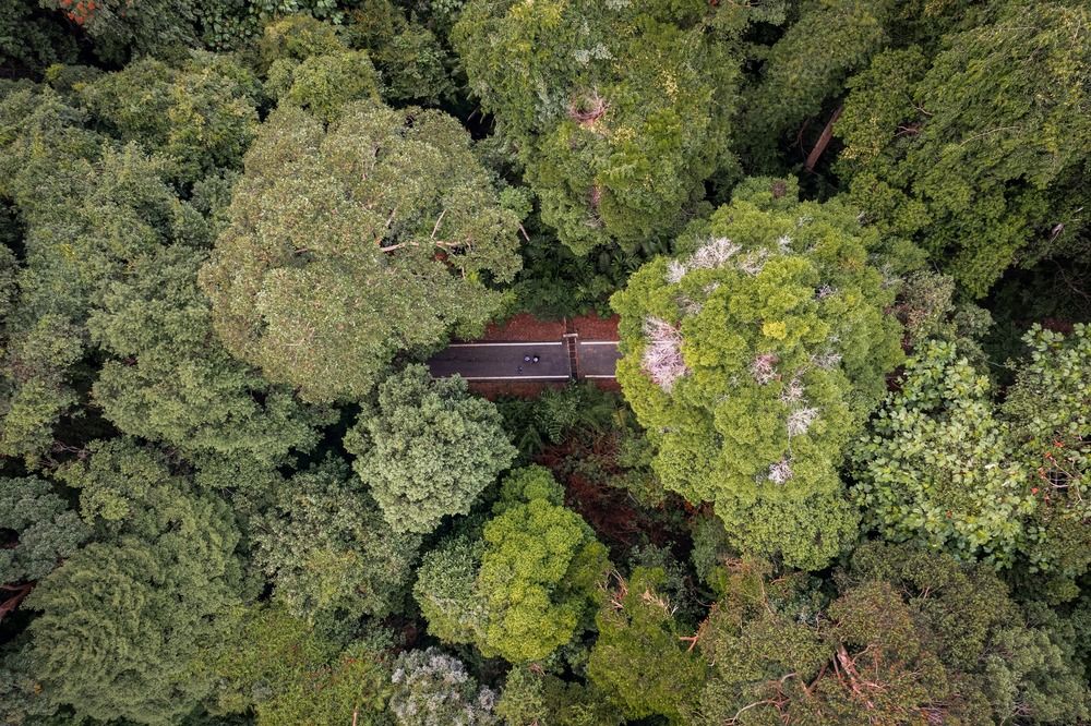 Tanjung Tuan Forest A Bird's Eye View