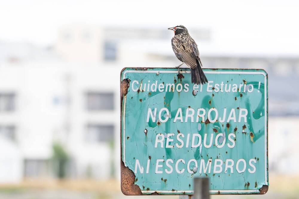 Фотография автора Edgardo Cardenas