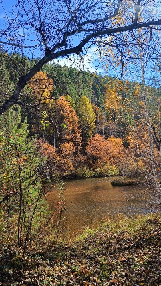 Осенний лес