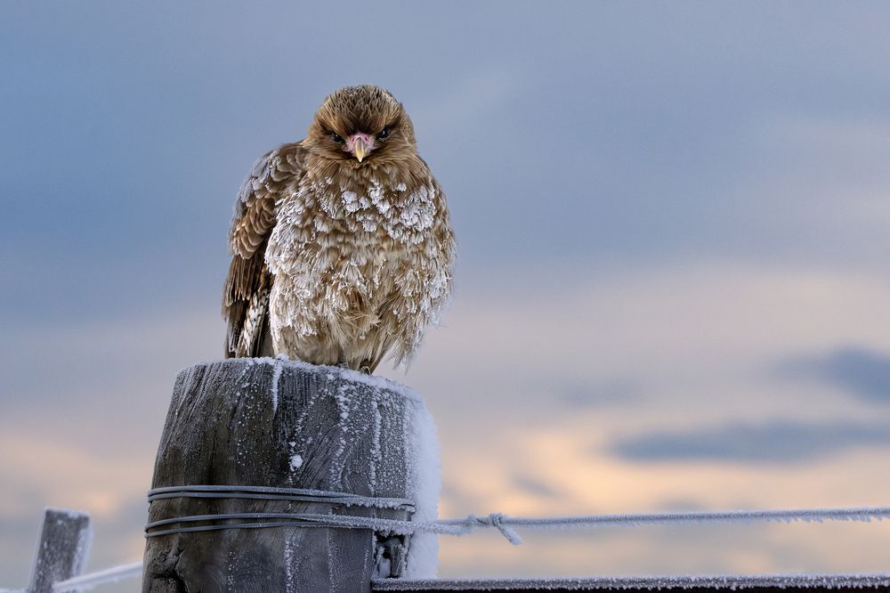 Фотография автора Edgardo Cardenas