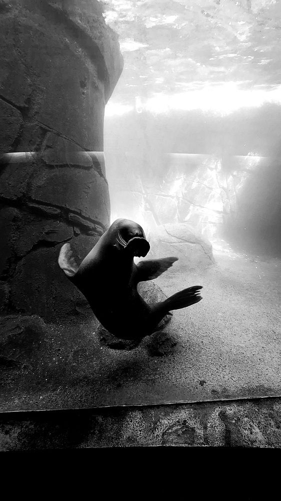 Фотография автора Diego Cesar Monroy Chaparro