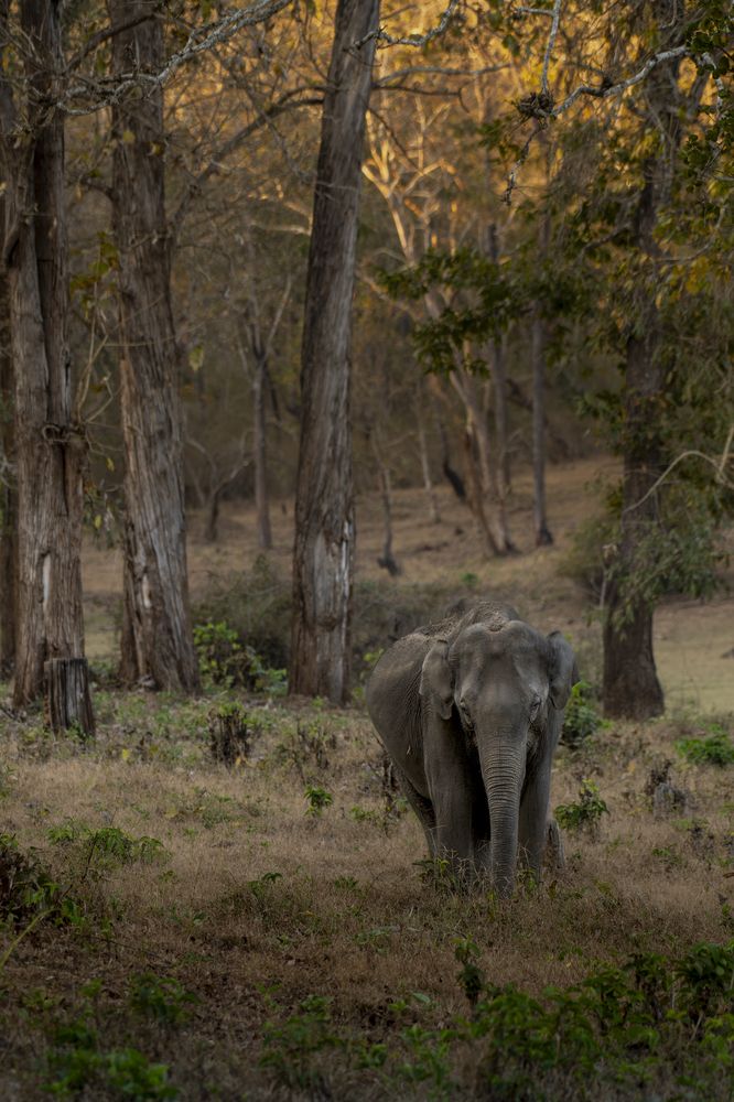 Photograph by Dr Manoj M Kumar