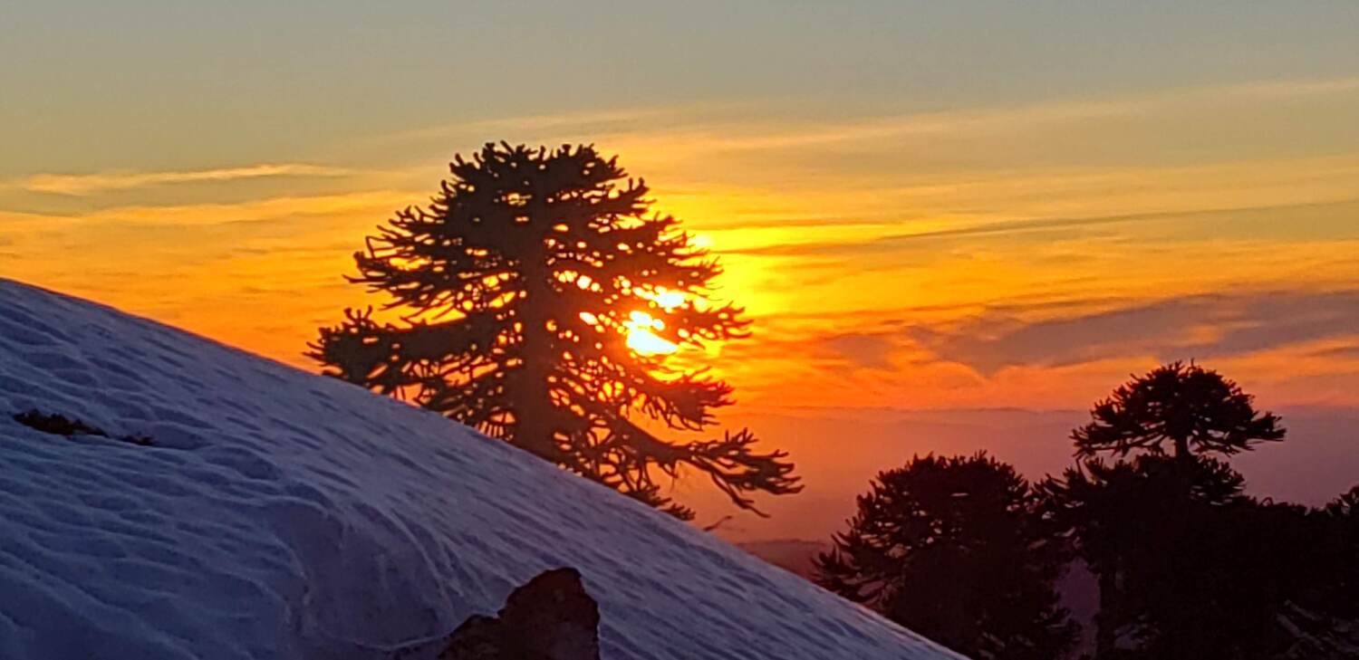 Araucaria al Atardecer
